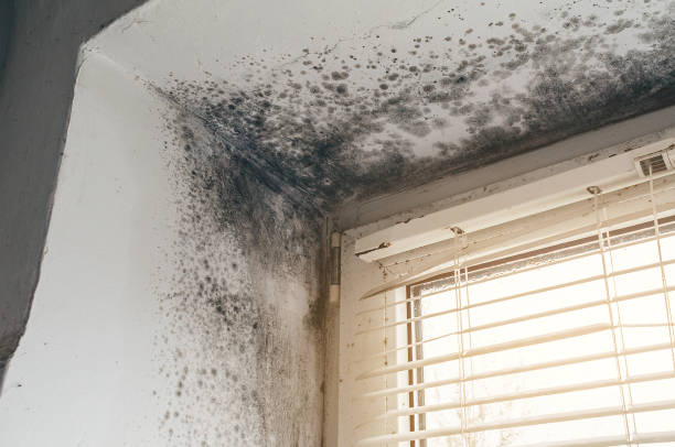 Affordable Mold Cleanup solutions in Somerville, TX