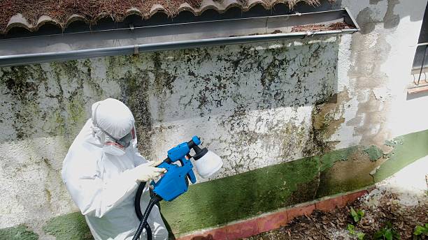 Trusted Crawl Space Mold Removal service in Somerville, TX - Cheap Mold Removal